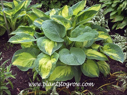 This plant has a few leaves reverting back to (H. sieboliana).  Probably should be removed.